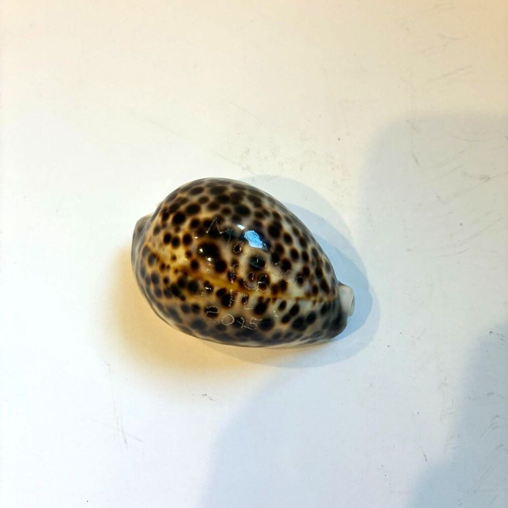Natural Spotted Cowrie Shell, Brown & Cream Coastal Decor